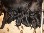 Darcy reuen 26 juni 2011